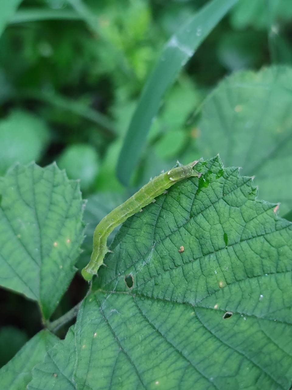 常见害虫 甜菜夜蛾幼虫,蔬菜sha手,病虫害本害.