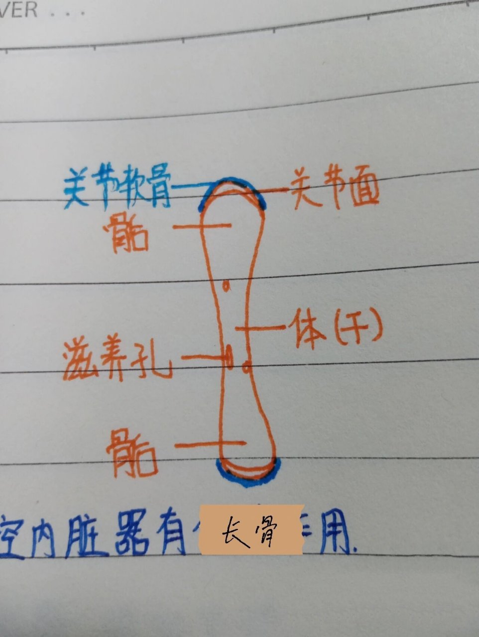 医学生笔记:骨学总论 🐟骨的形态 1.长骨2.短骨3.扁骨4.不规则骨 	 