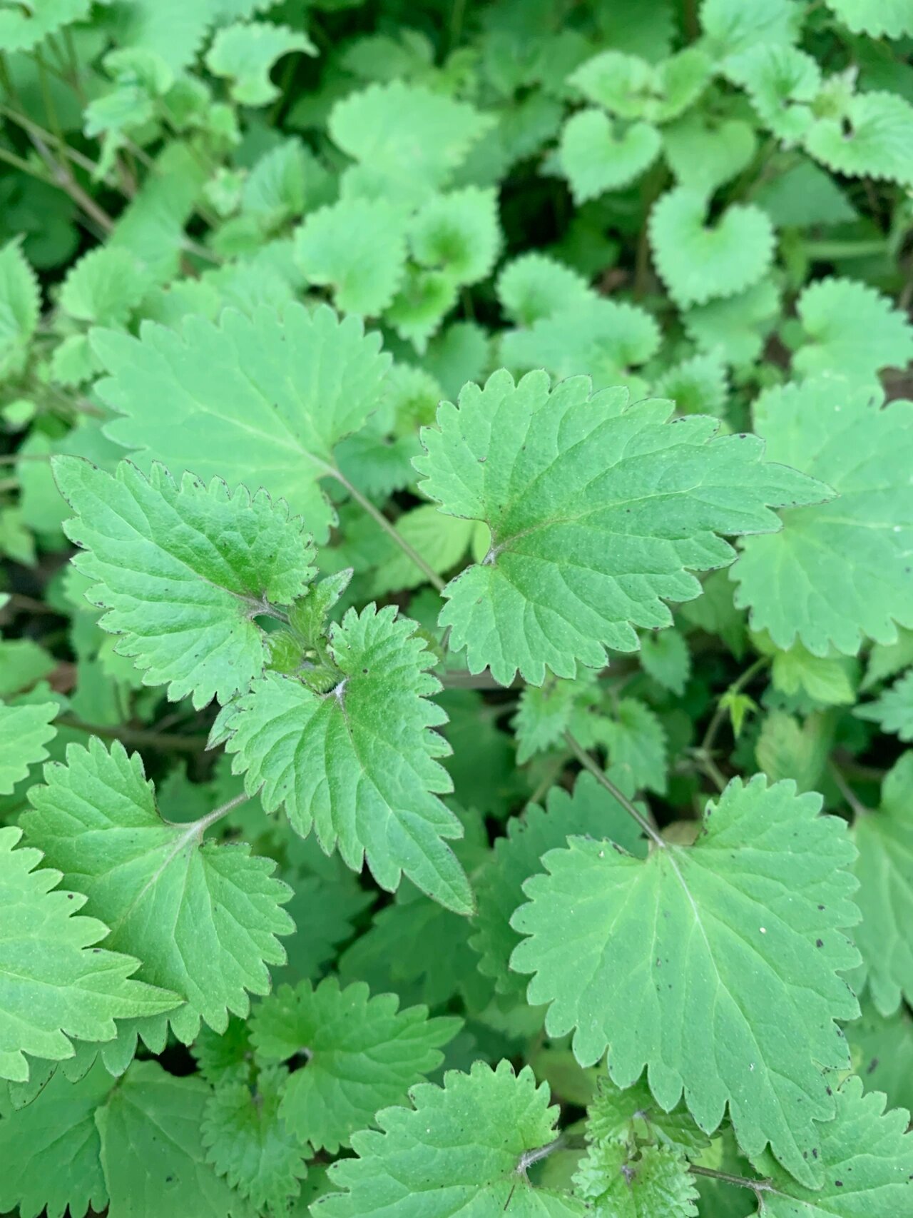 连钱草与金钱草的区别图片