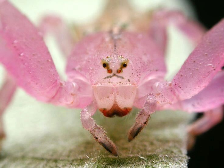 不结网蜘蛛.成年巴西蟹蜘蛛会发射紫外线一样的光波,吸引猎物 .