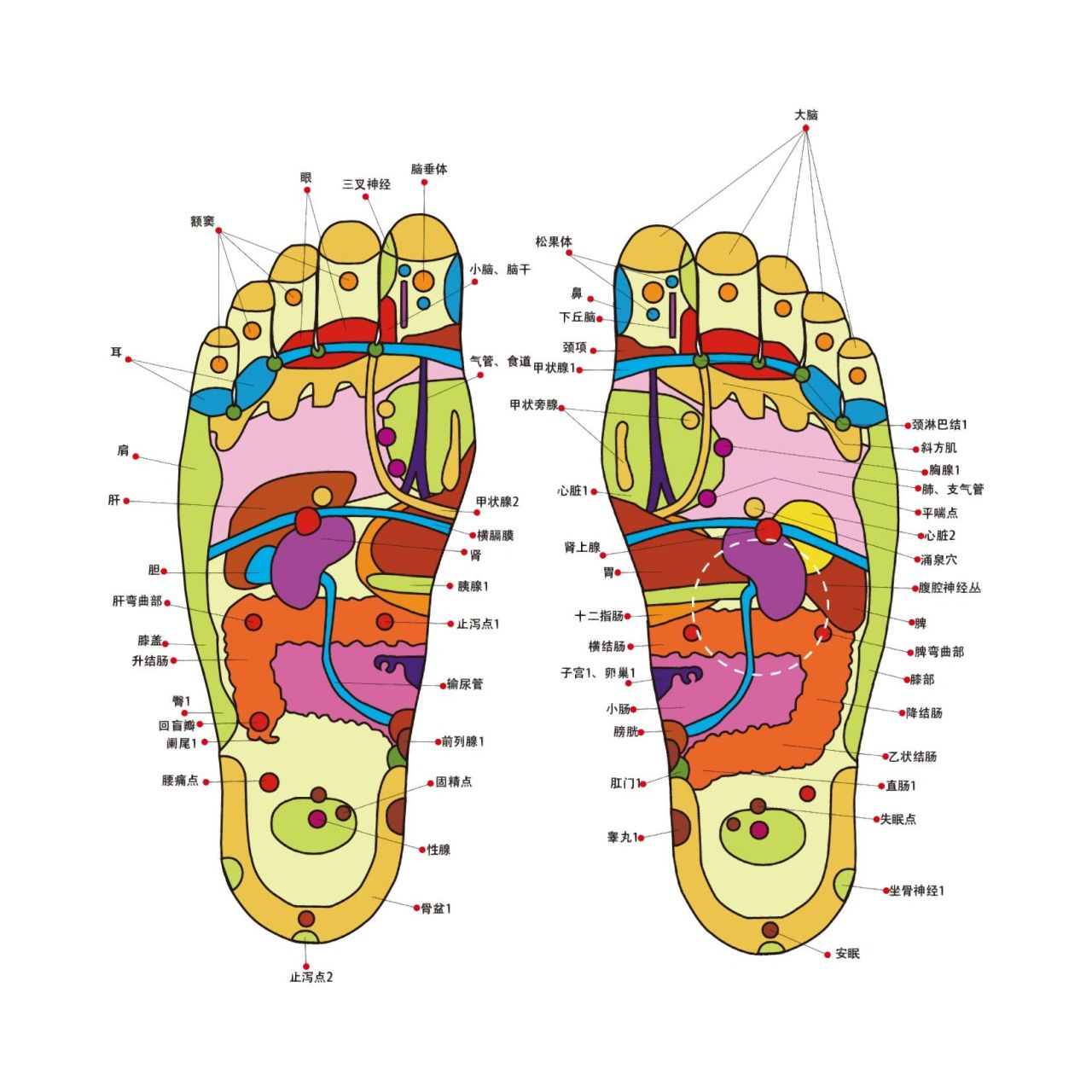 脚心的精准位置图图片