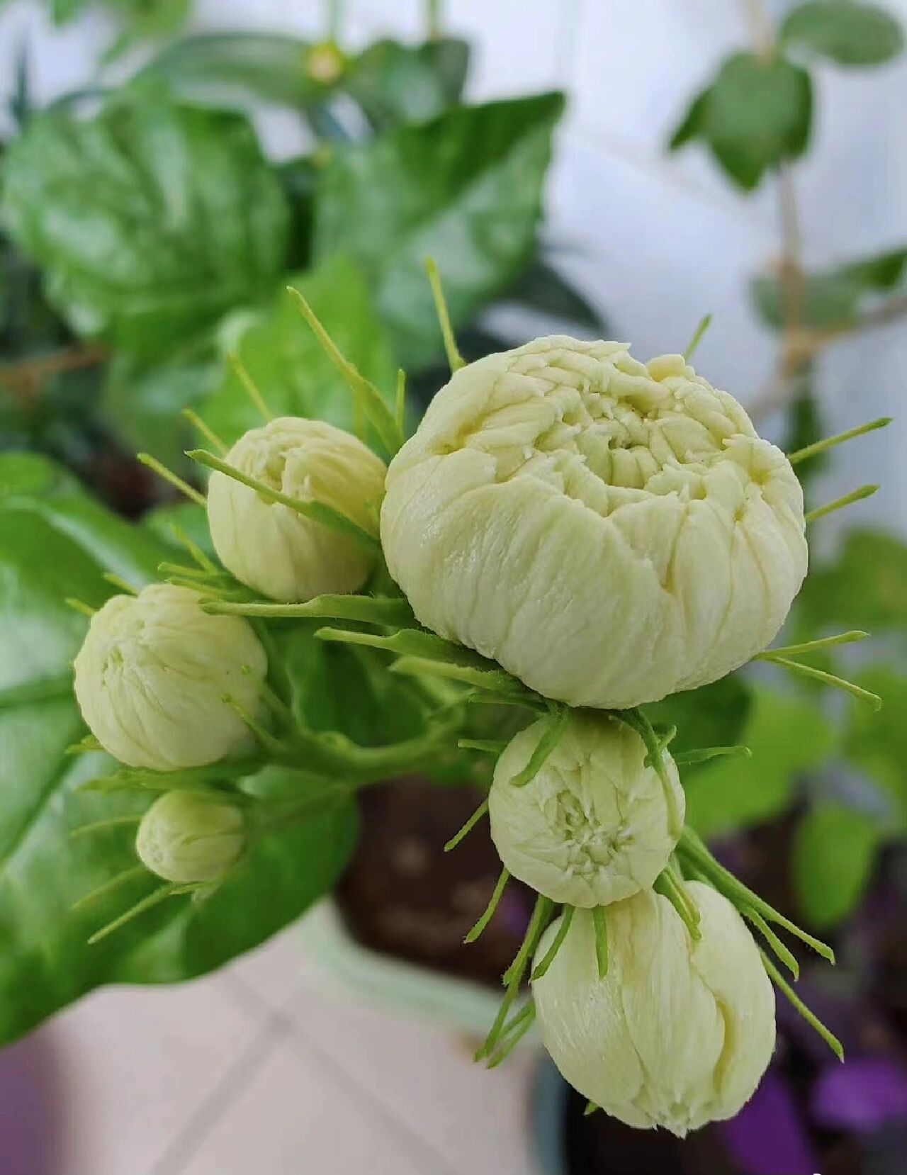 茉莉花生长旺盛,夏季开花很香开完花修剪下来的枝条就可以扦插