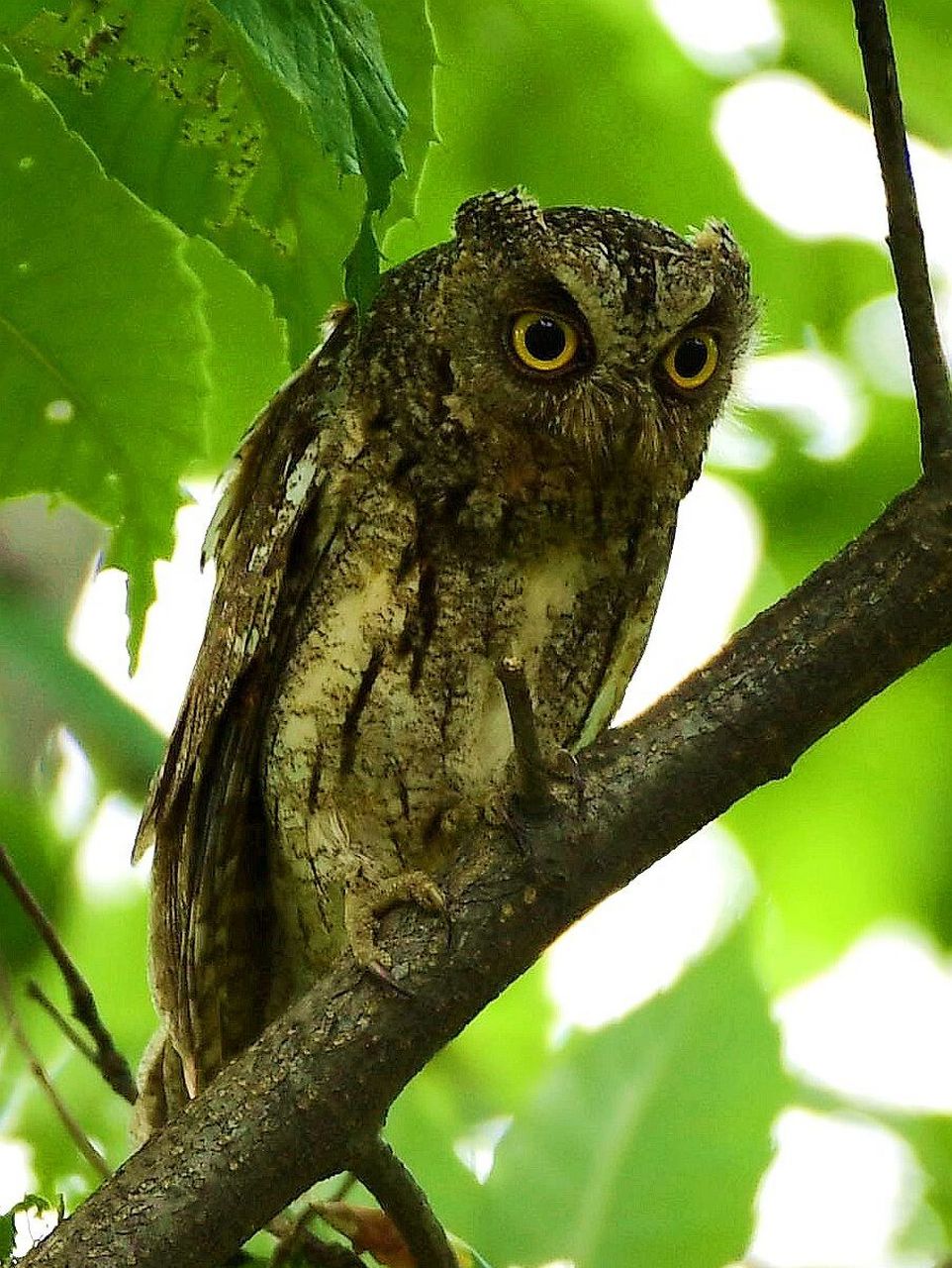 红角鸮 红角鸮《中国鸟类野外手册》编号229(学名:otus sunia):是鸱 