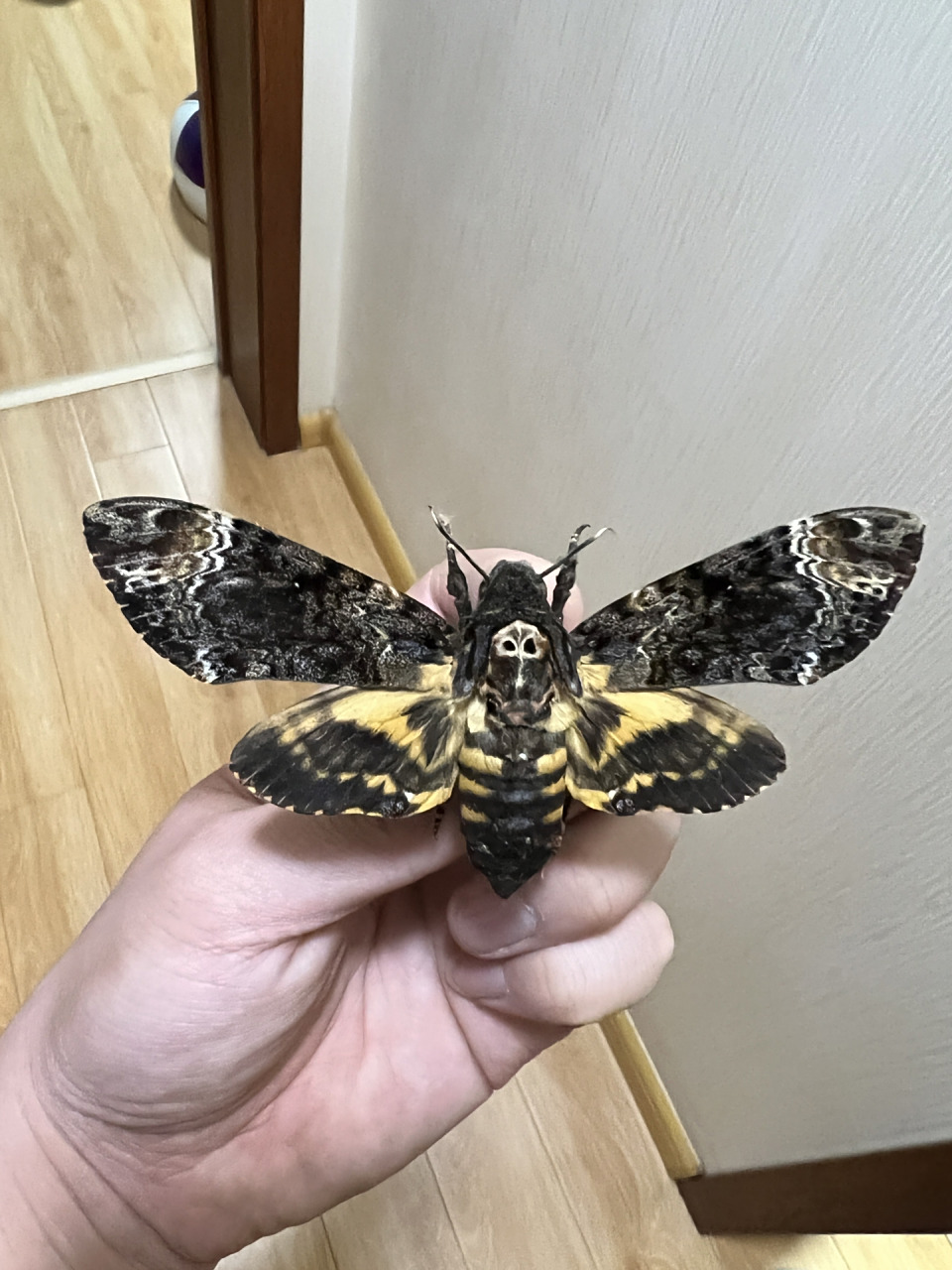 鬼脸天蛾 感叹大自然的鬼斧神工 神奇的大自然