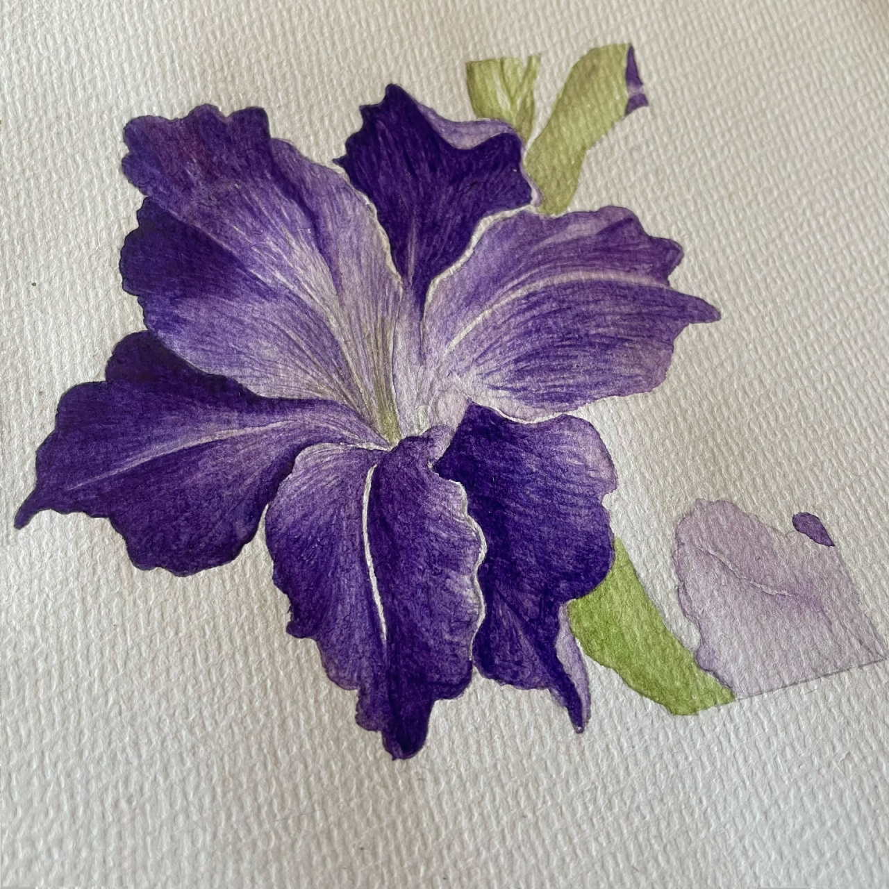 马兰花手绘|水彩花卉