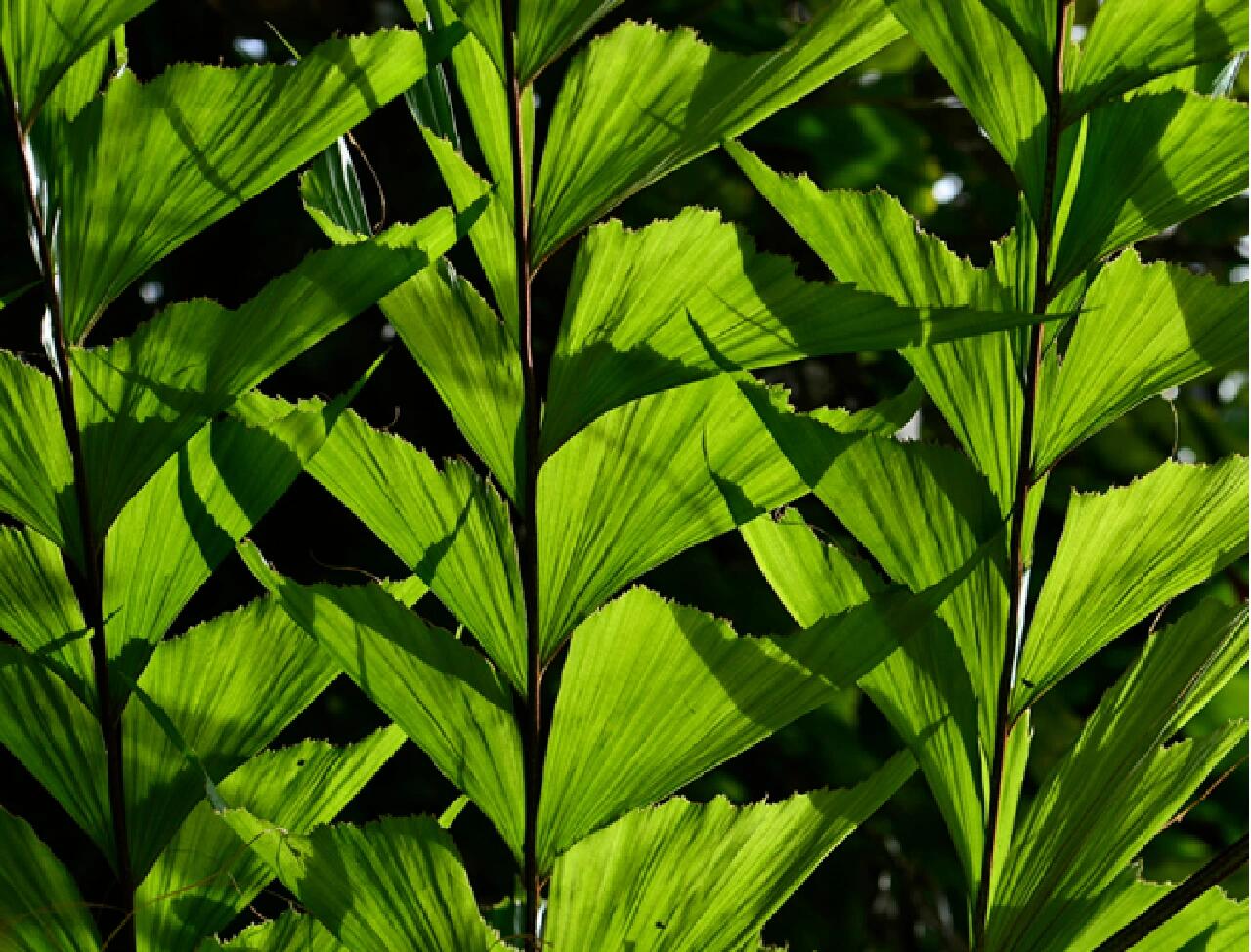 北方人初来南方,见到鱼尾葵,一定很惊讶,什么人把好端端的叶子剪成了