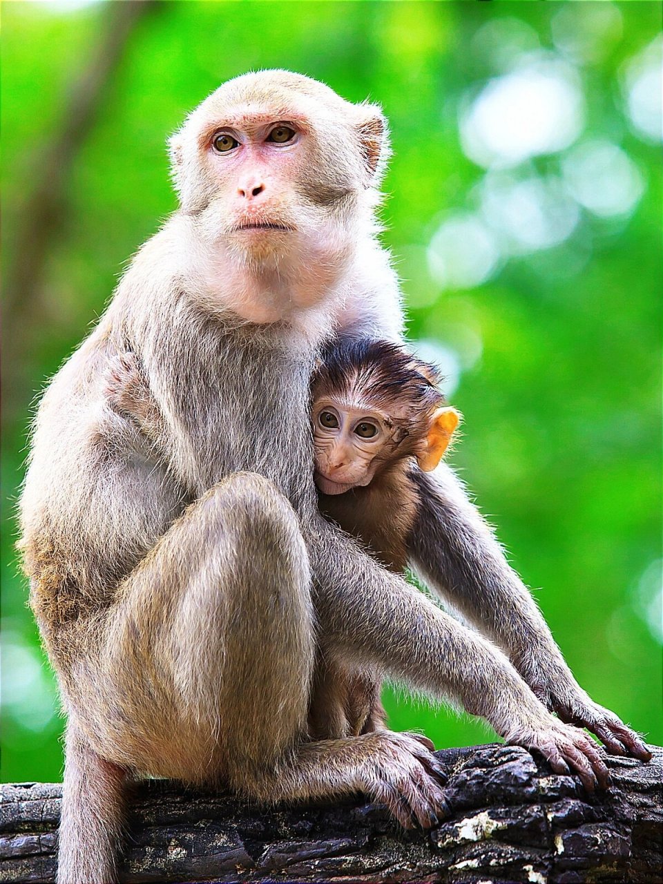 绘画素材# #素材# #素材分享##写生#  #动物# #奇妙生物圈# #猴子