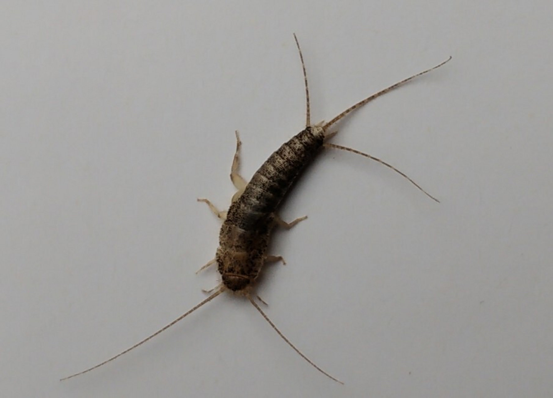 家里有衣鱼虫怎么才能自然消失 衣鱼虫在家里出现,如