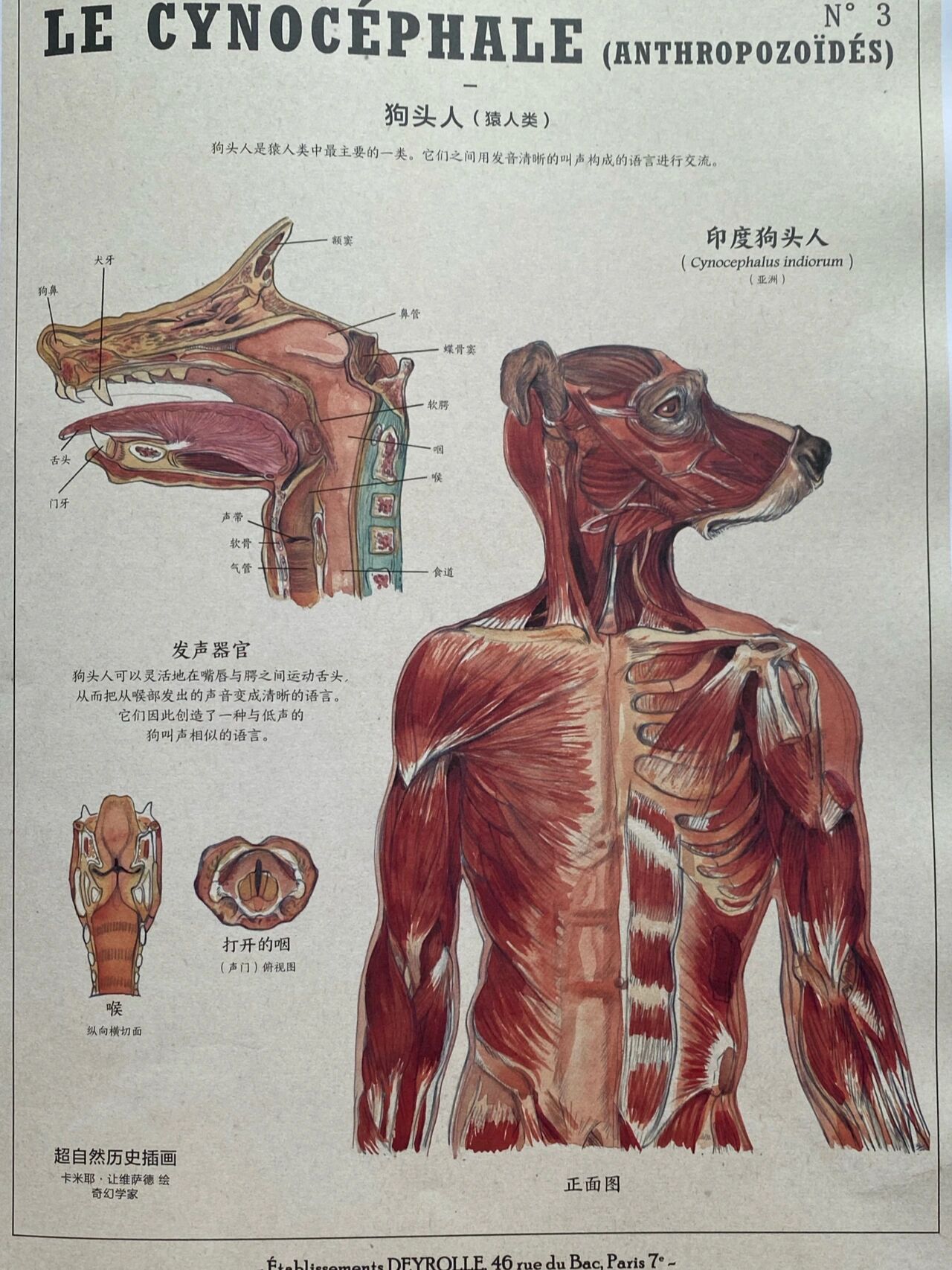 98狗头人中的天花板非anubis莫属95 anubis 阿努比斯 古埃及神话