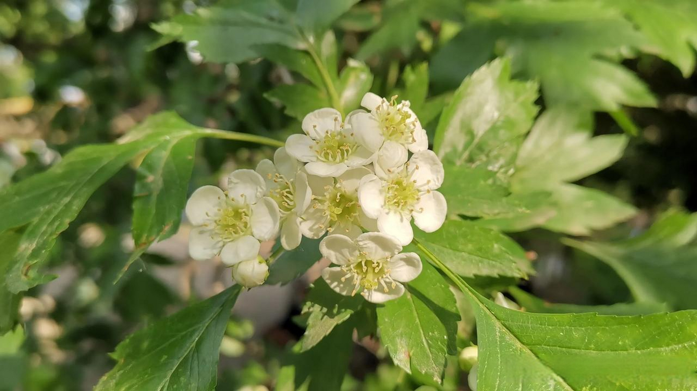 今天就请您欣赏山楂花,我们这