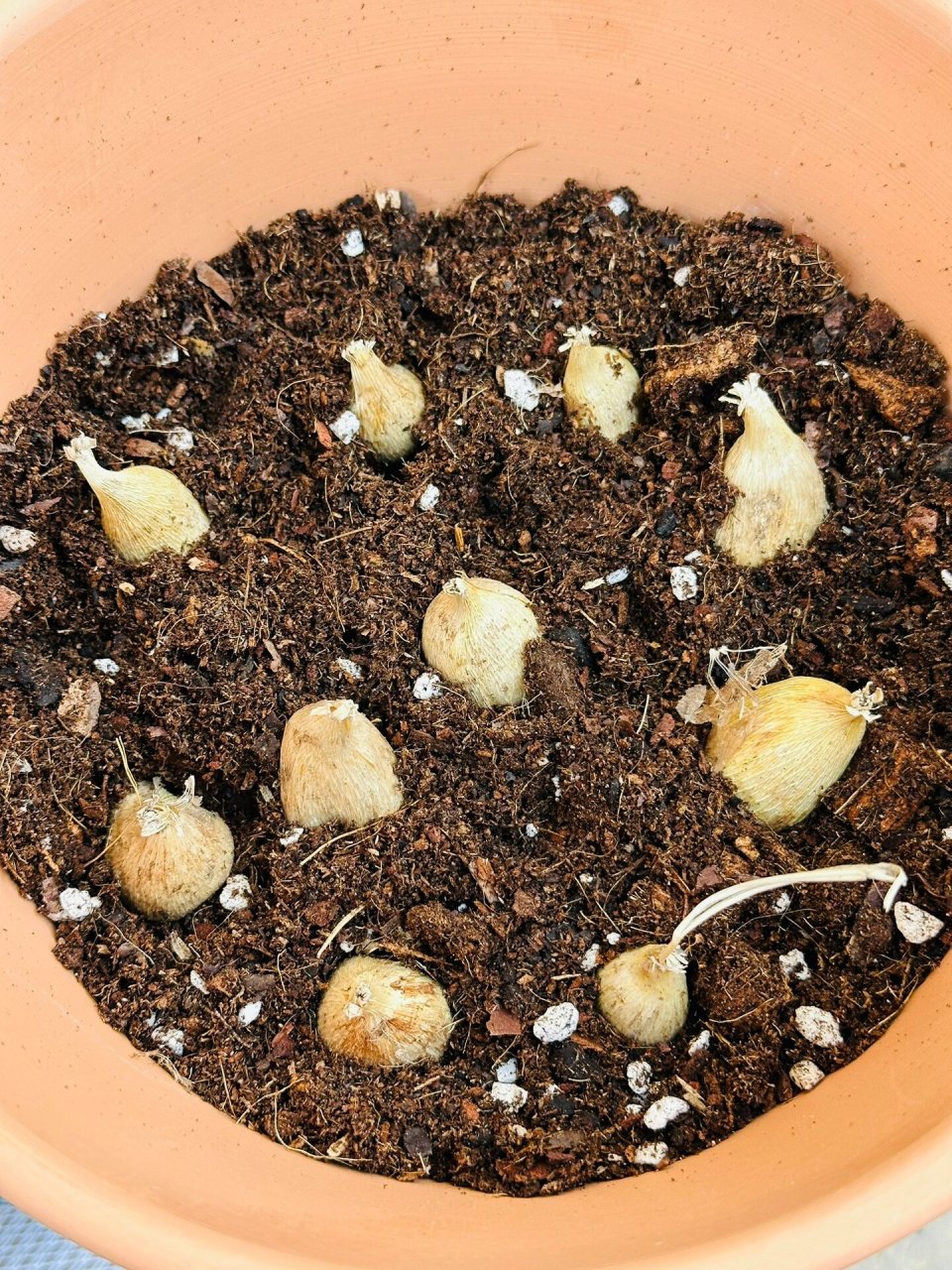 26种香雪兰的种球 11.05还没啥动静 11.