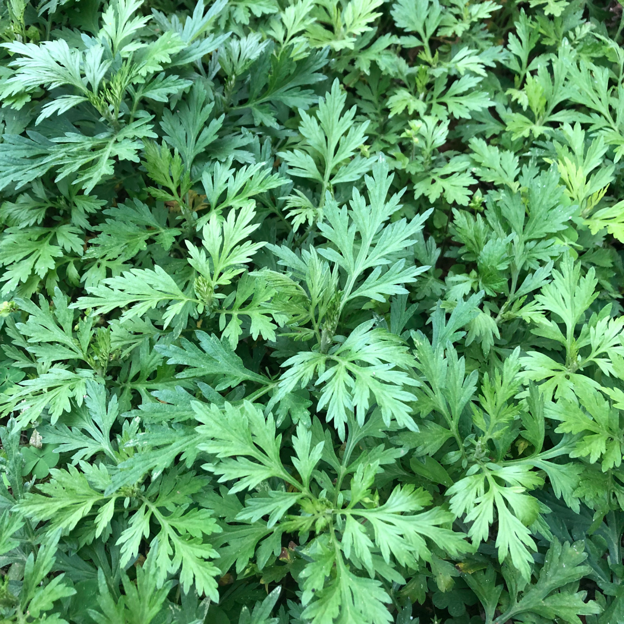 这个白艾比常见的艾叶好,对女孩子特别友好,可以治疗痛经哦.