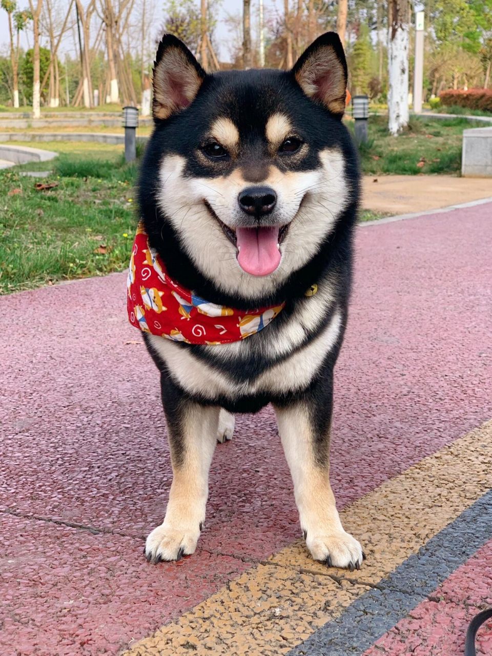 柴犬剃毛后的图片图片