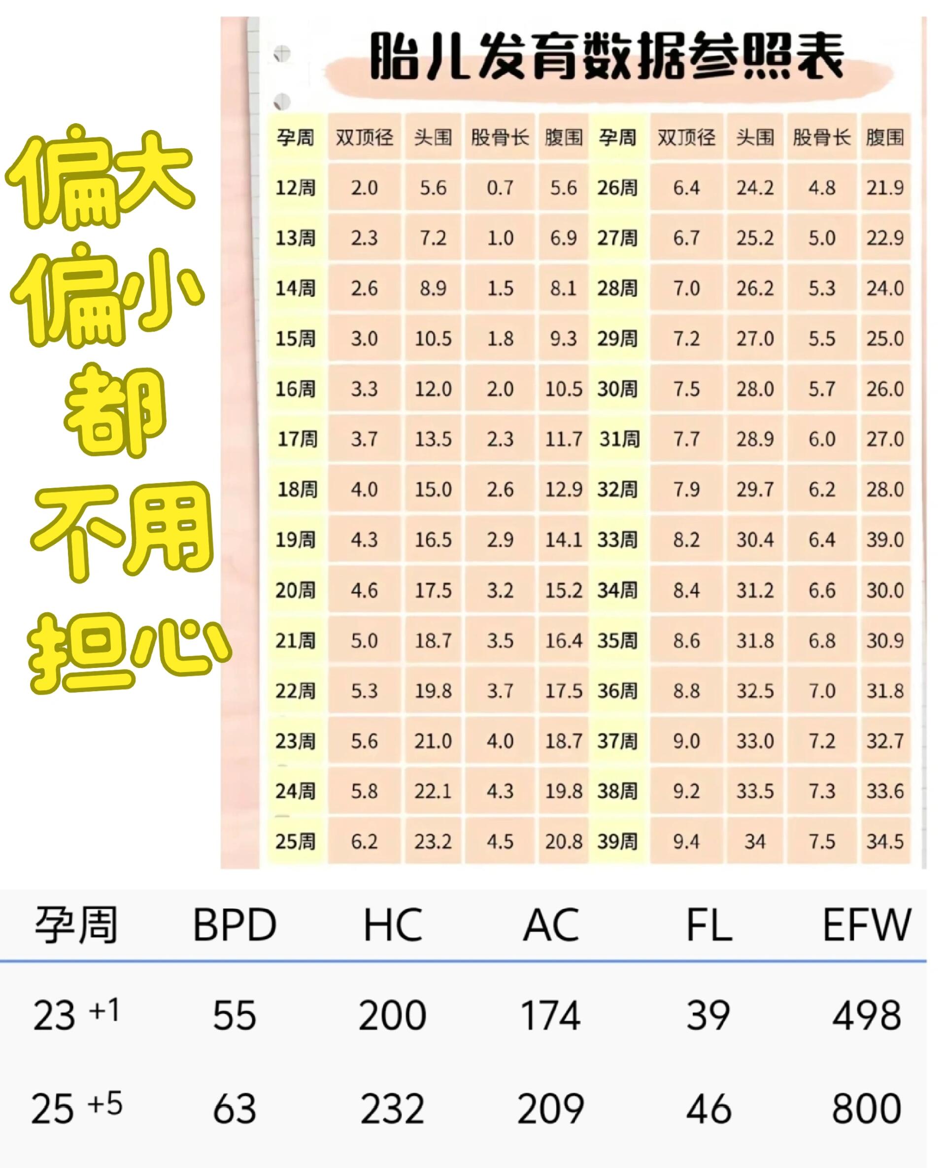 36周胎儿发育标准数据图片