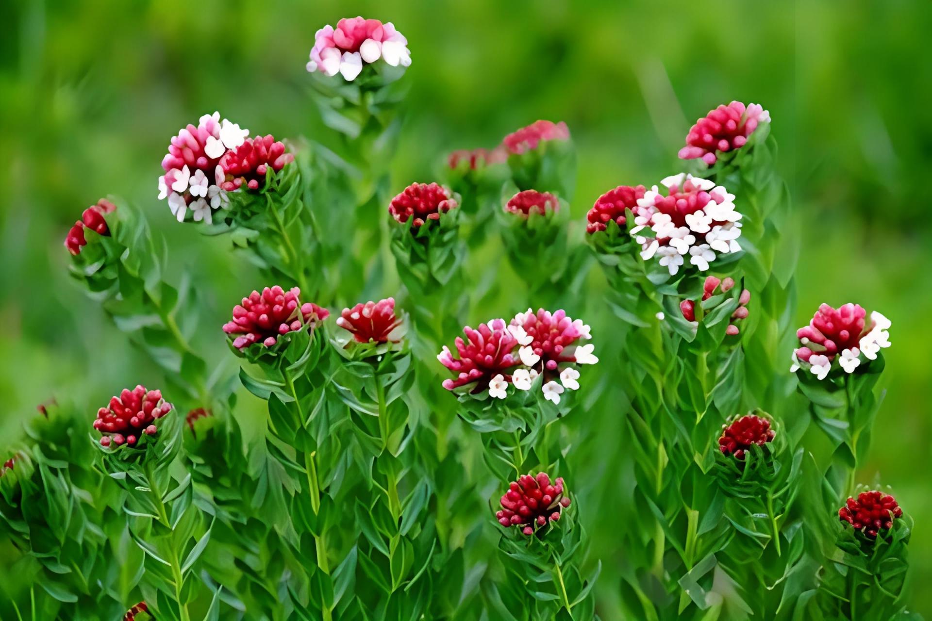 狼毒草是有毒的,特别是它的根部毒性最大08.