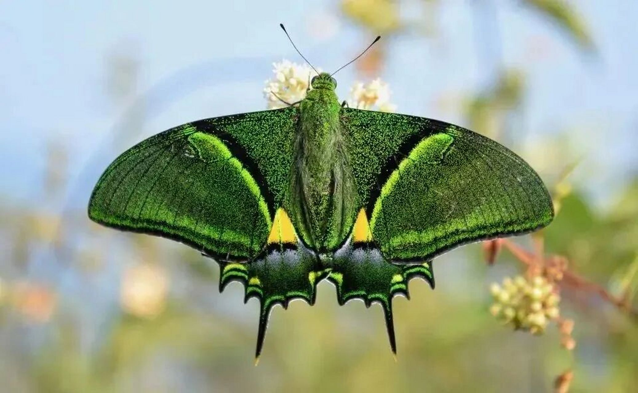 梦幻蝴蝶|金斑喙凤蝶 03金斑喙凤碟 :是世界上最名贵的蝴蝶,有梦幻