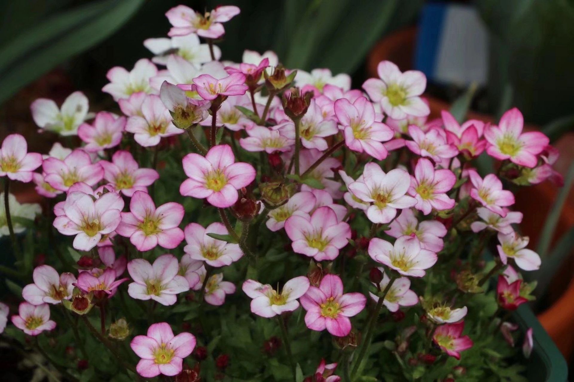 花园植物/高山虎耳草 最近这两年特别喜欢花朵迷你,但是一开就能爆花