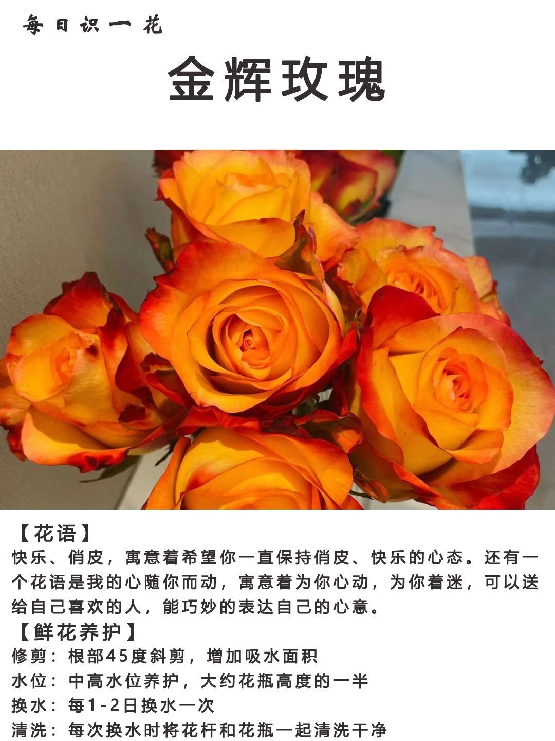 day100|每日识一花|金辉玫瑰 金辉玫瑰,是比较少见的彩玫品种,金灿灿