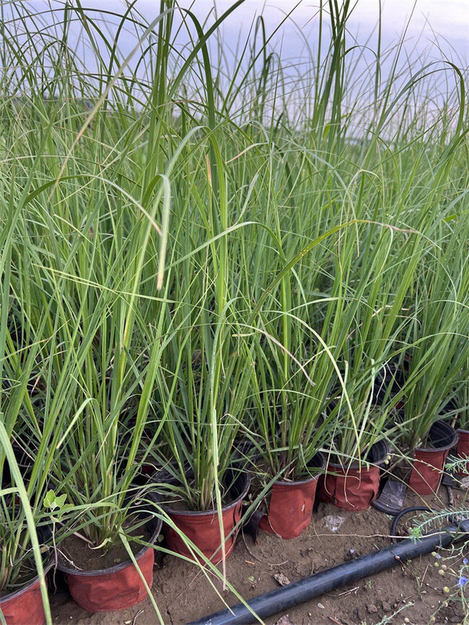 矮蒲苇是一种草本植物,植株高度大约在1-1.