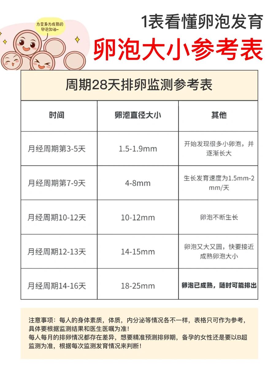 卵泡多大算成熟图片