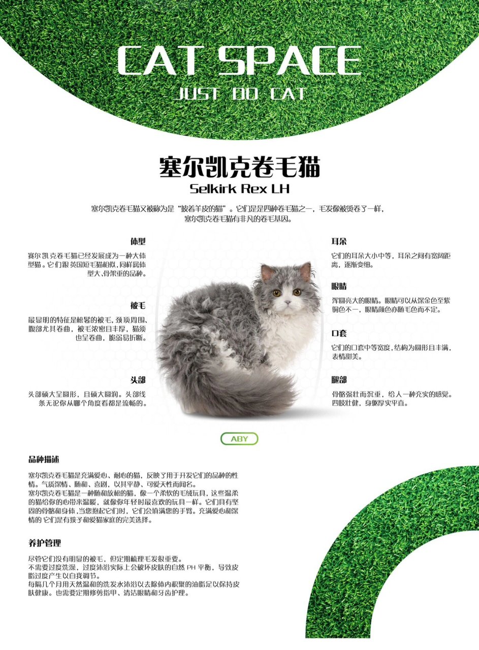 塞尔凯克卷毛猫 | 纯干货 挑选攻略  ·塞尔凯克卷毛猫又被称为是"
