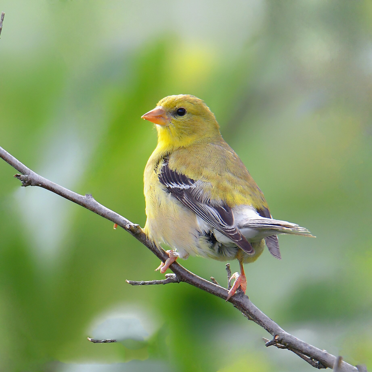 傲娇 - 美洲金翅鸟90 鳴雀在世界各地都為人熟知.