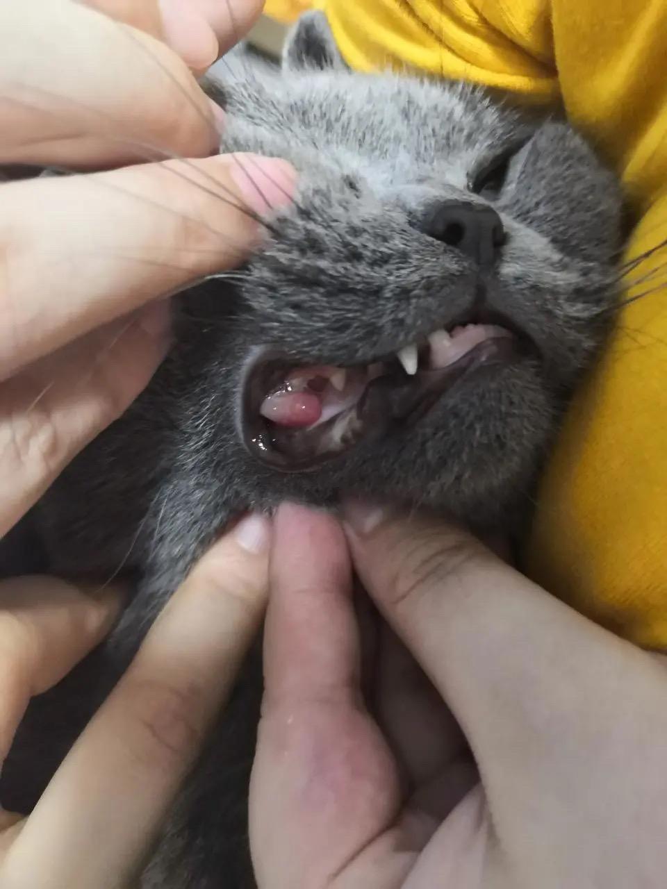 针对大家对猫咪牙龈增生长出的肉球这个问题我在这里统一回复以下方法