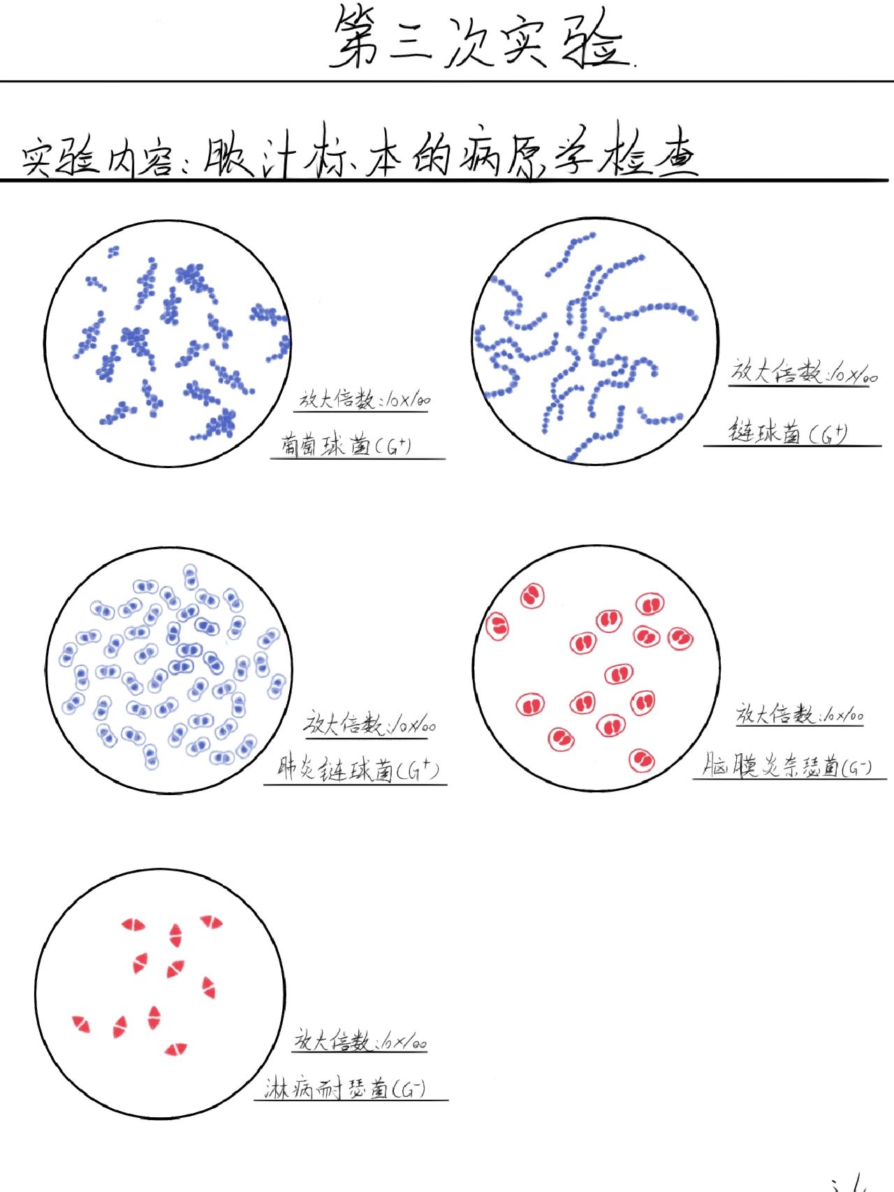 破伤风杆菌红蓝铅笔图片