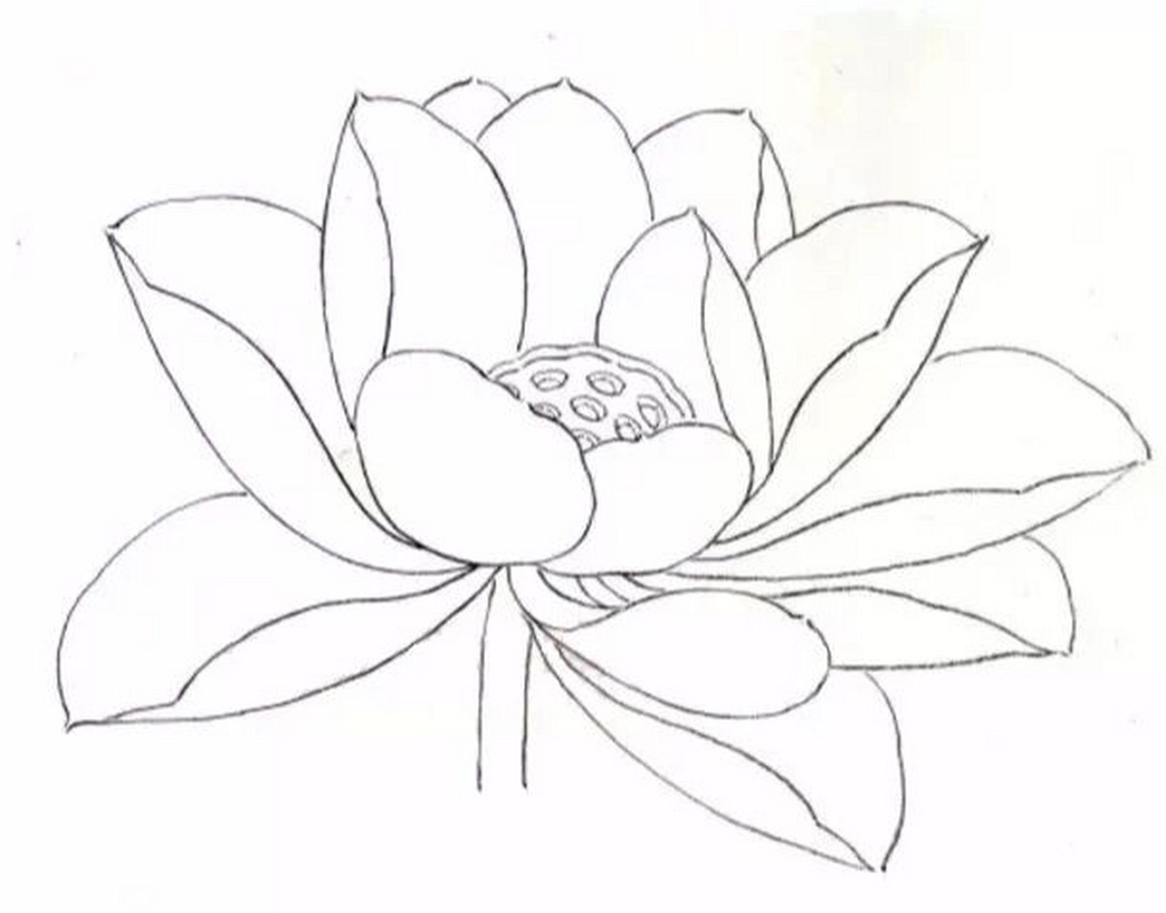 工笔画步骤分享(荷花花冠画法五) 没骨冲水法画荷花 1,用狼毫勾线笔勾