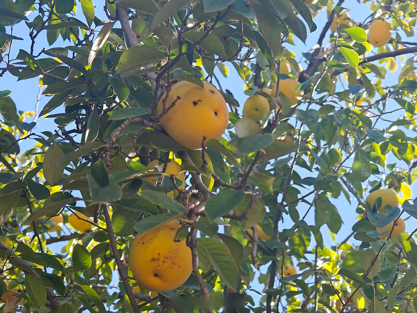 在曲阜街头拍到的观赏木瓜,它是一种常见的观赏植物,在山东很多地方