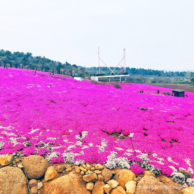 芝樱小镇图片