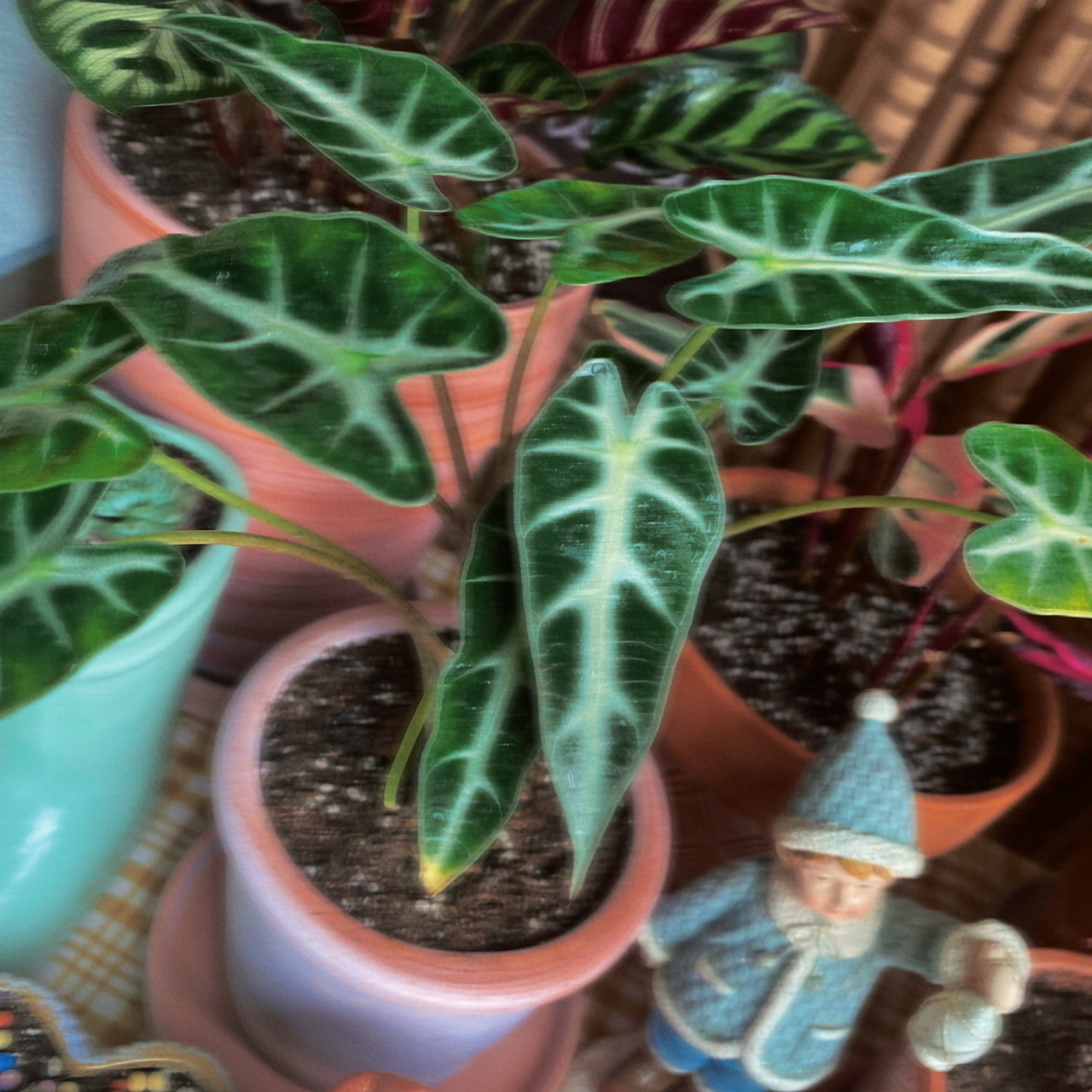 小仙女竹芋02 最近新入了一盆竹芋,被它的颜值迷住了,今天植物小白