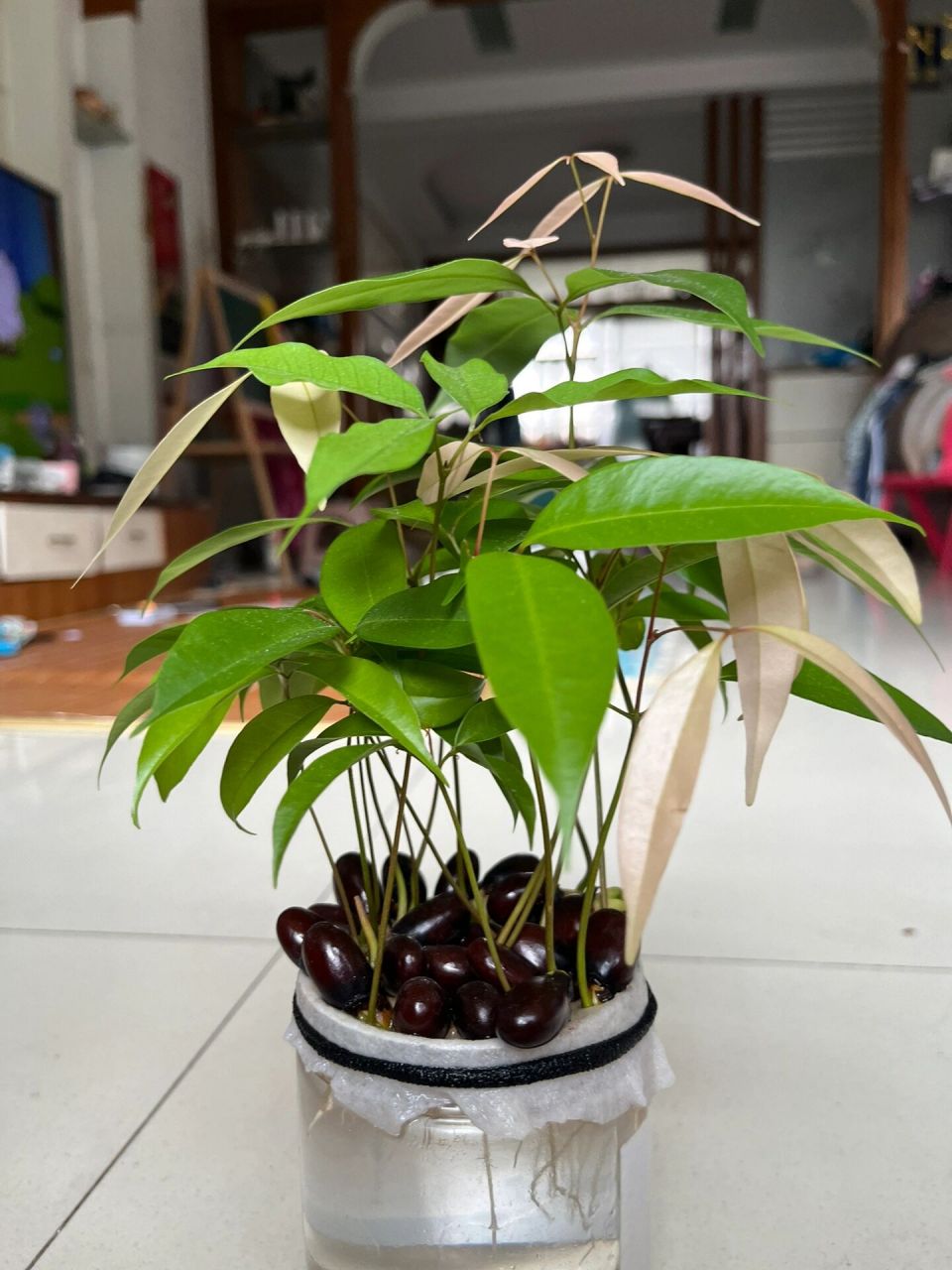 原来荔枝也可以做盆栽 历时两个月的小苗苗