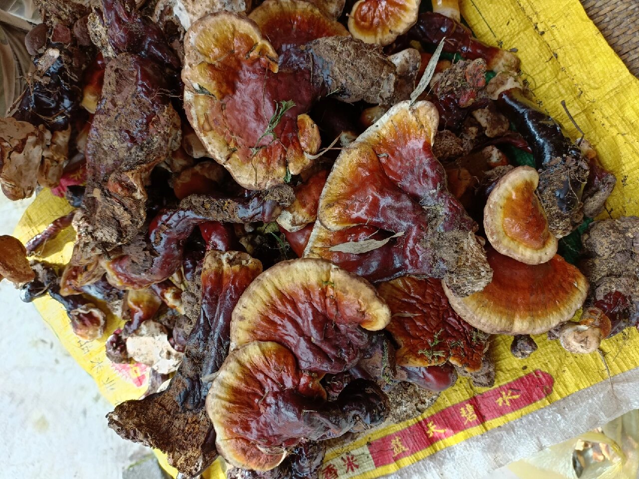 野生白灵芝泡水法 将灵芝剪碎7015用温水冲泡后像喝茶一样饮用 边