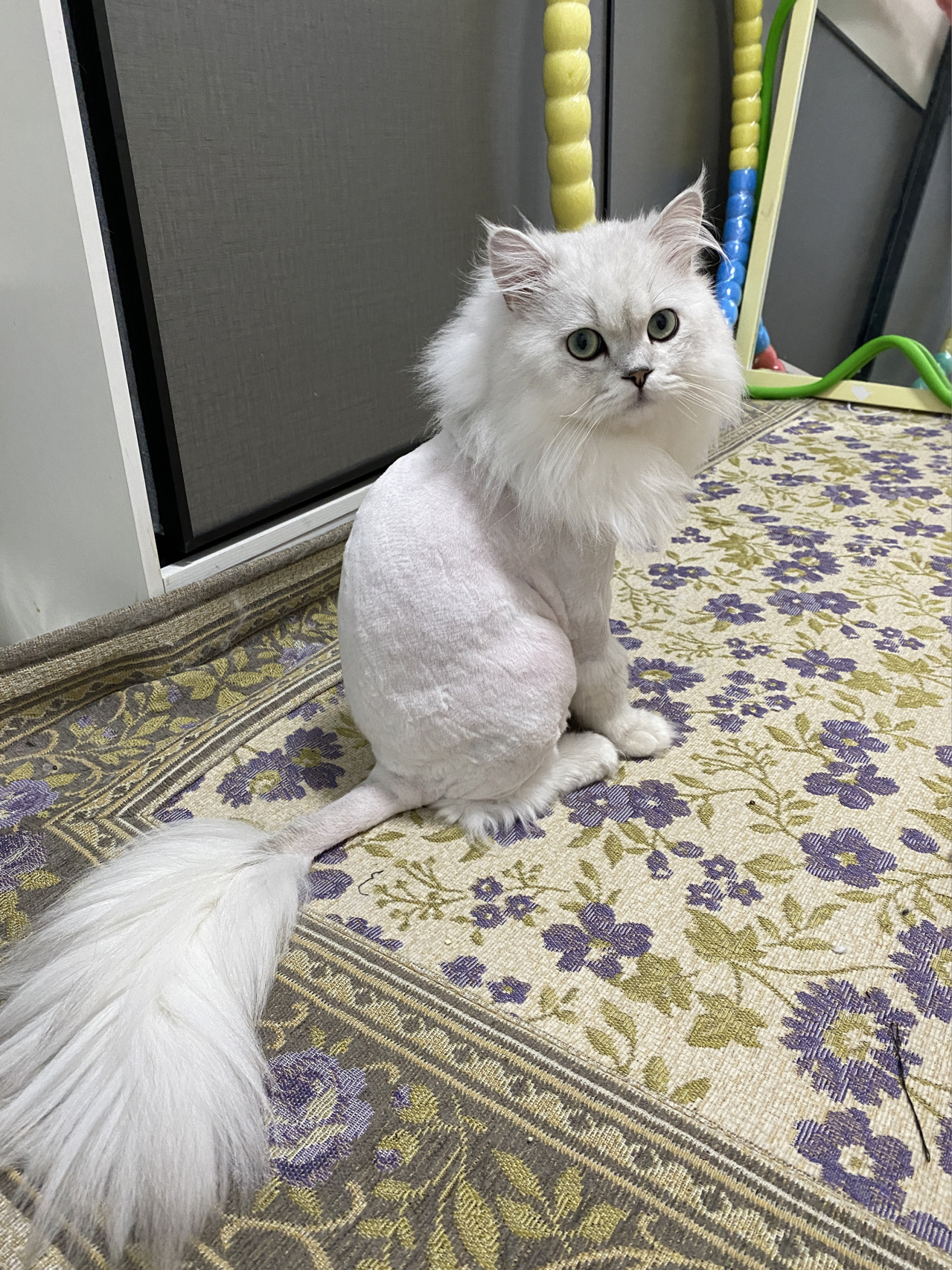 当金吉拉剃毛后…… 要不是猫毛打结得太厉害了实在是没办法也不会去