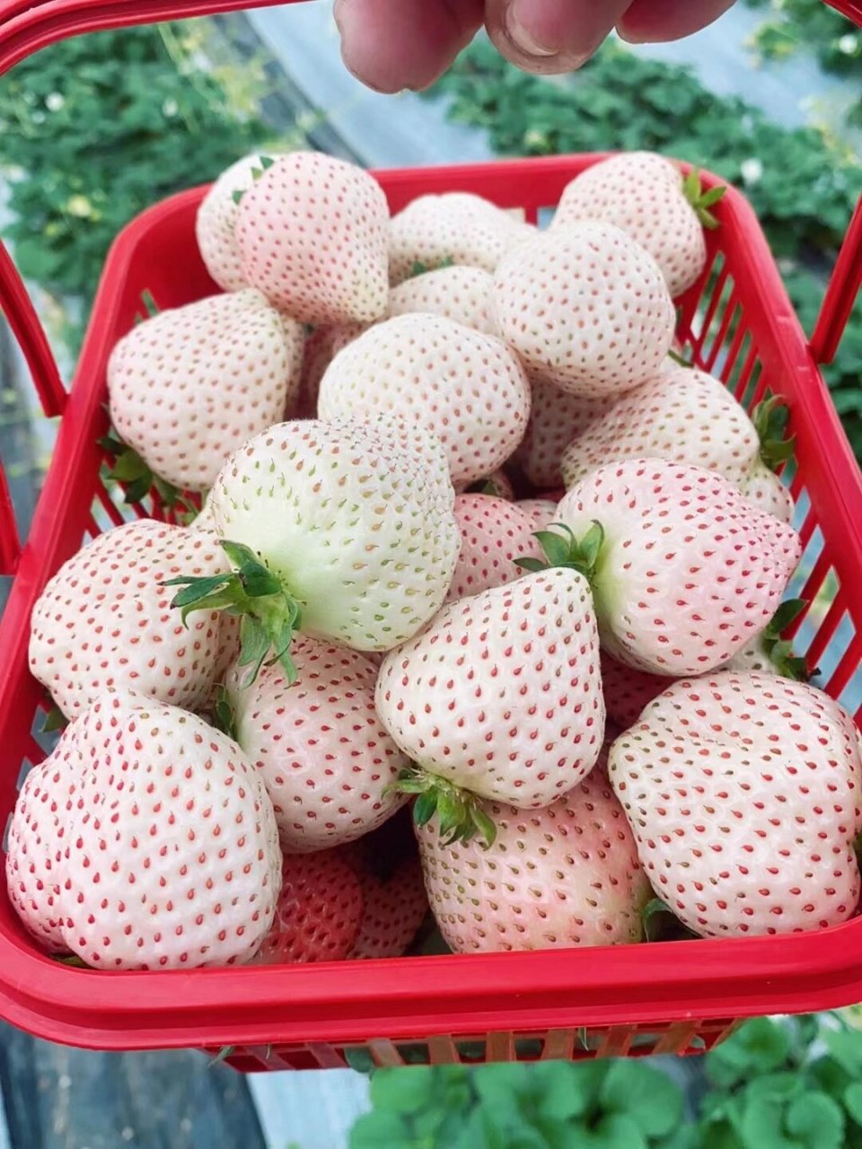你们那边的白草莓91多少一斤 各种品种的白草莓 天使ae,小白,淡雪