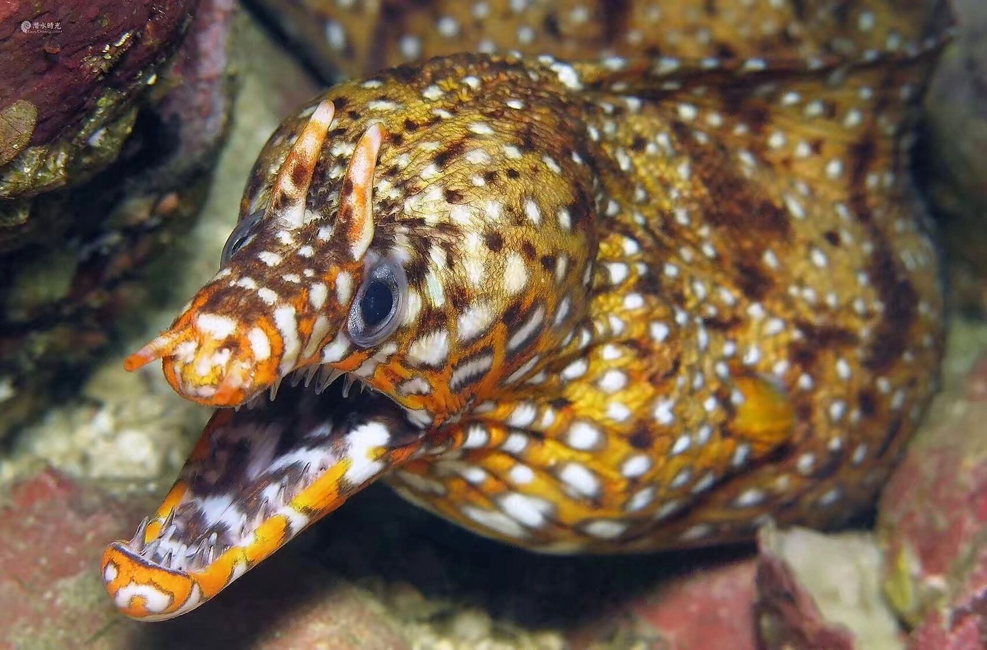 海洋生物-龙鰻 94龙鰻为鳗鲡目,海鳝科,海鳝属,鳗鱼系列品种,原产于