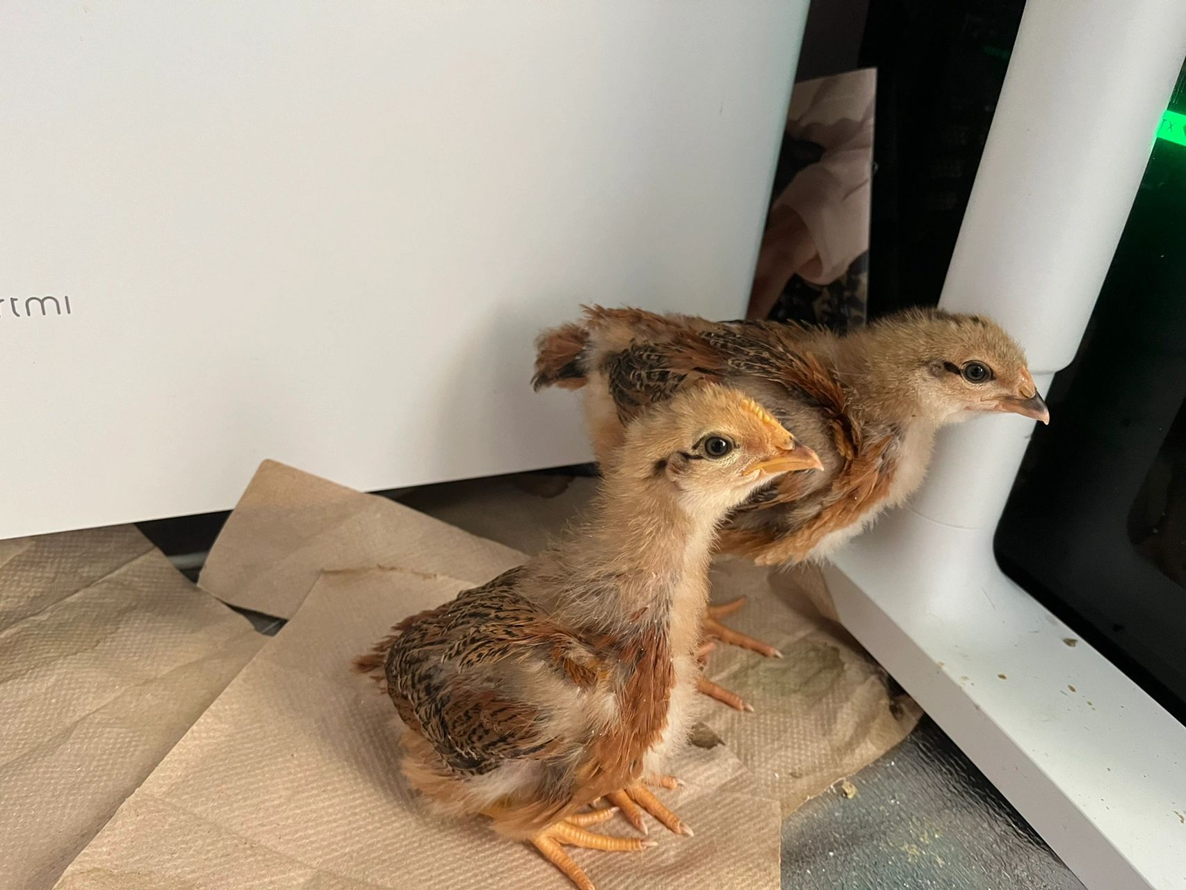 小鸡20天啦,能分出公母吗 感觉鸡冠大一点的像是小公鸡不知道对不对