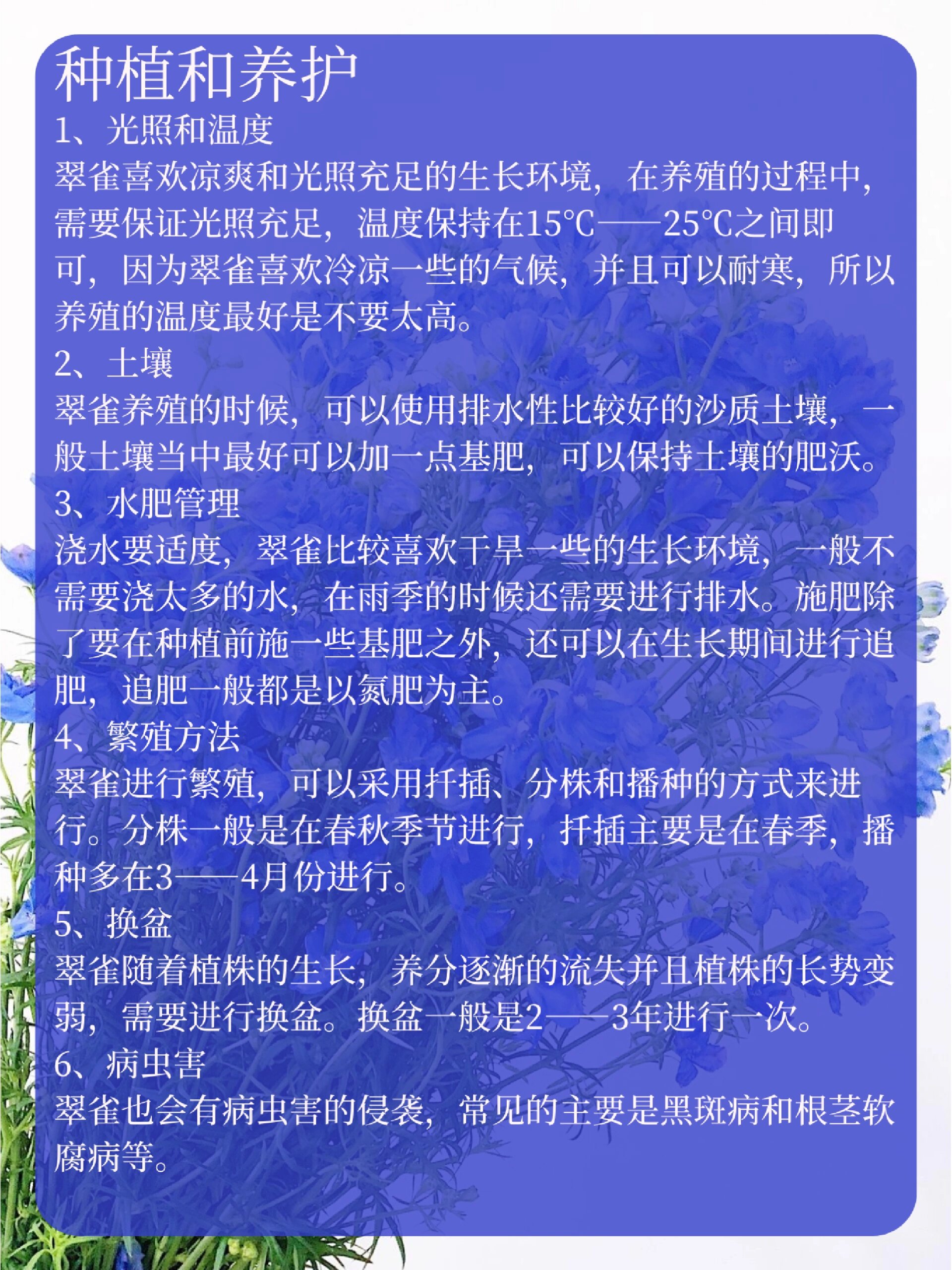 翠雀花语图片