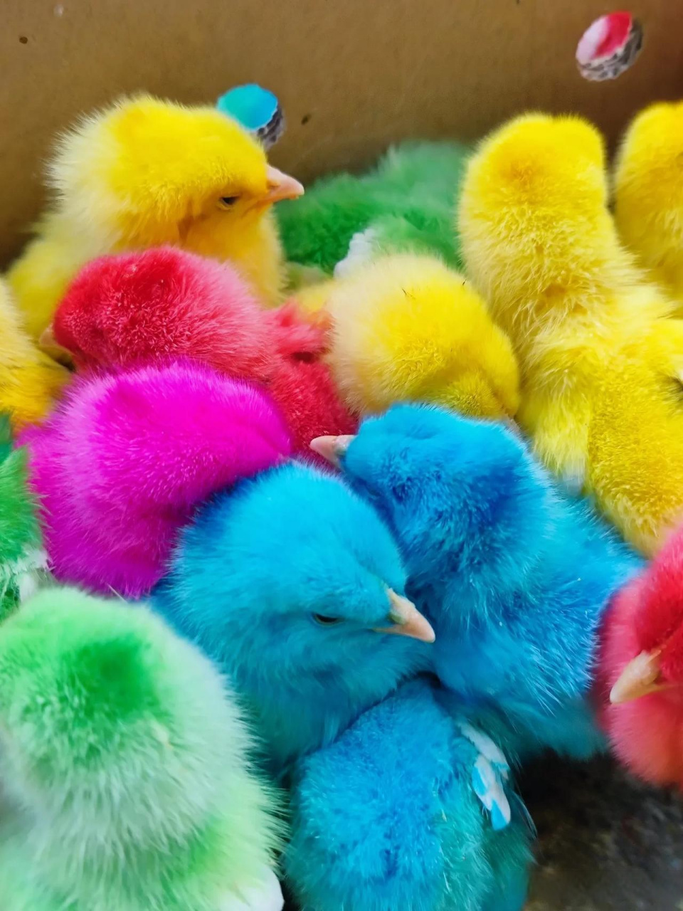不懂就问,在大理看到这种彩色的小鸡,五颜六色特别好看,老板卖的价格
