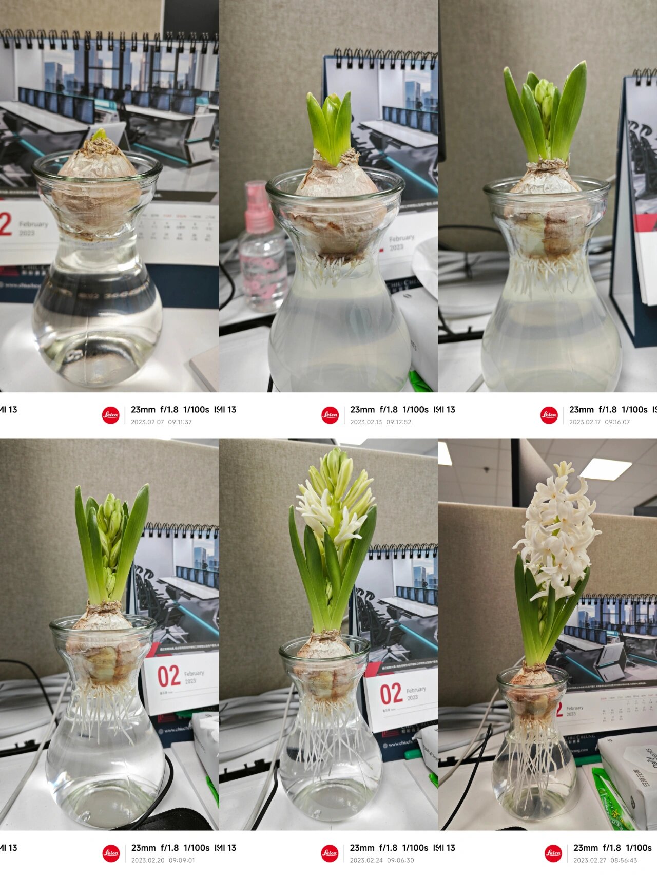 一颗风信子的成长日记