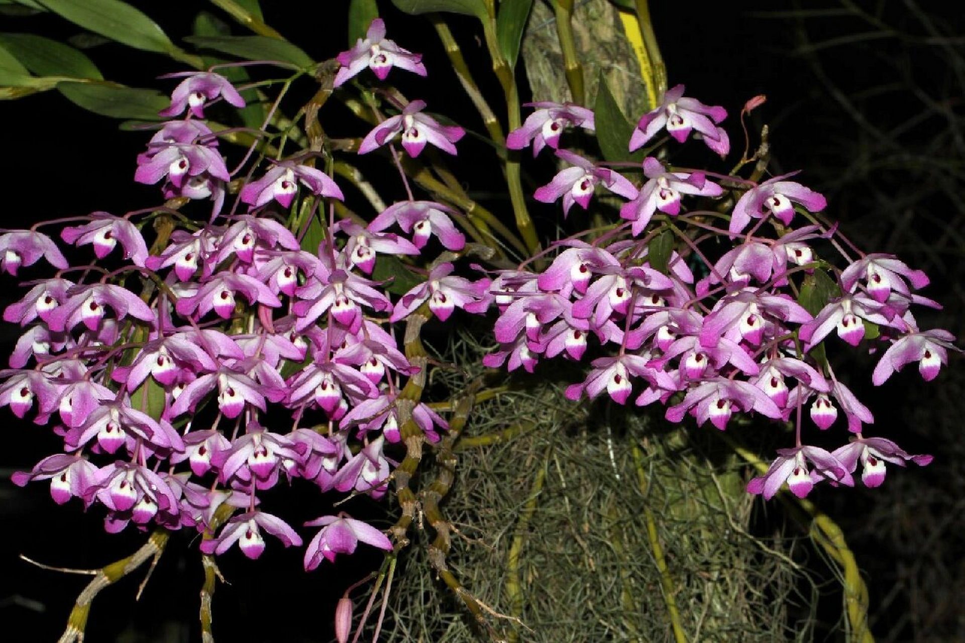 越南樱石斛 6,绿杆(越南樱)石斛dendrobium chlorostylum gagnep.
