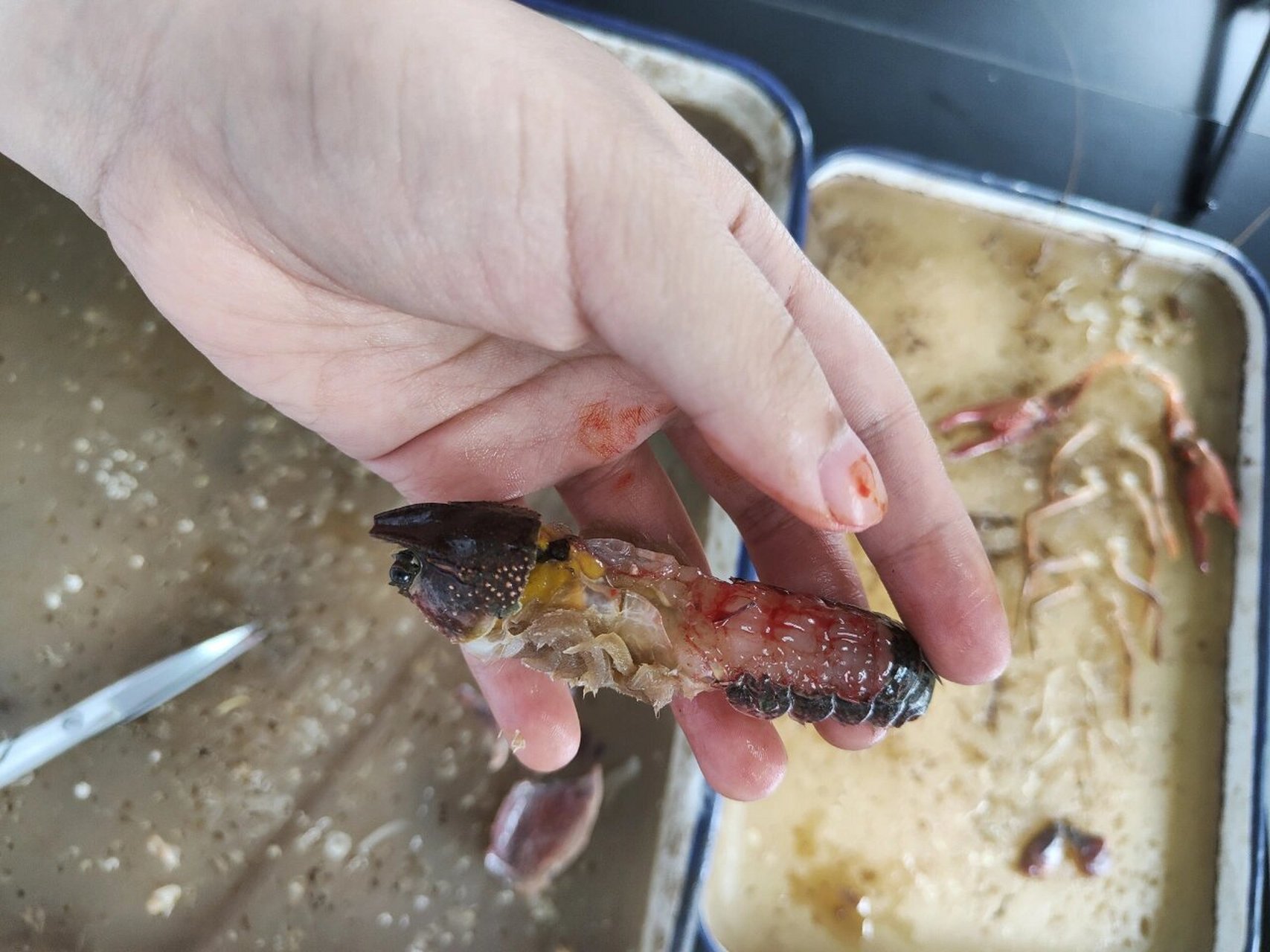 解剖鳌虾 当食物变成实验器材 双手沾染上鲜血