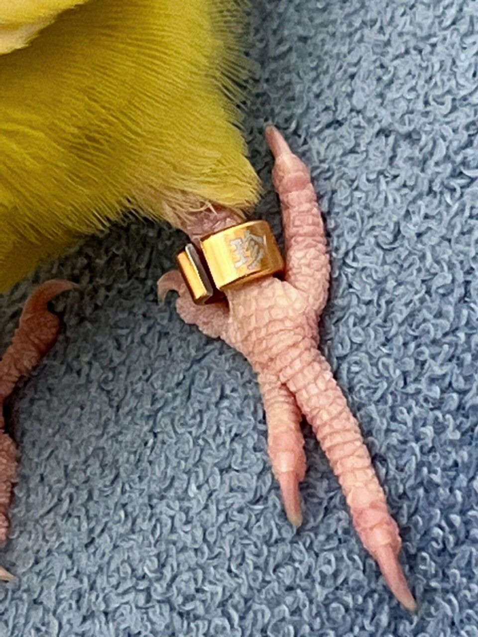 万能的薯友们,我买了蓝色那种剪钳,可是也很难剪开这个脚环,过程中鸟