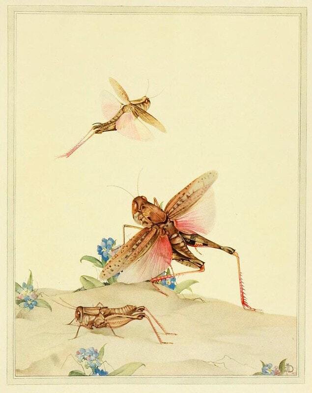 1937年法布尔《昆虫记》ej detmold插图