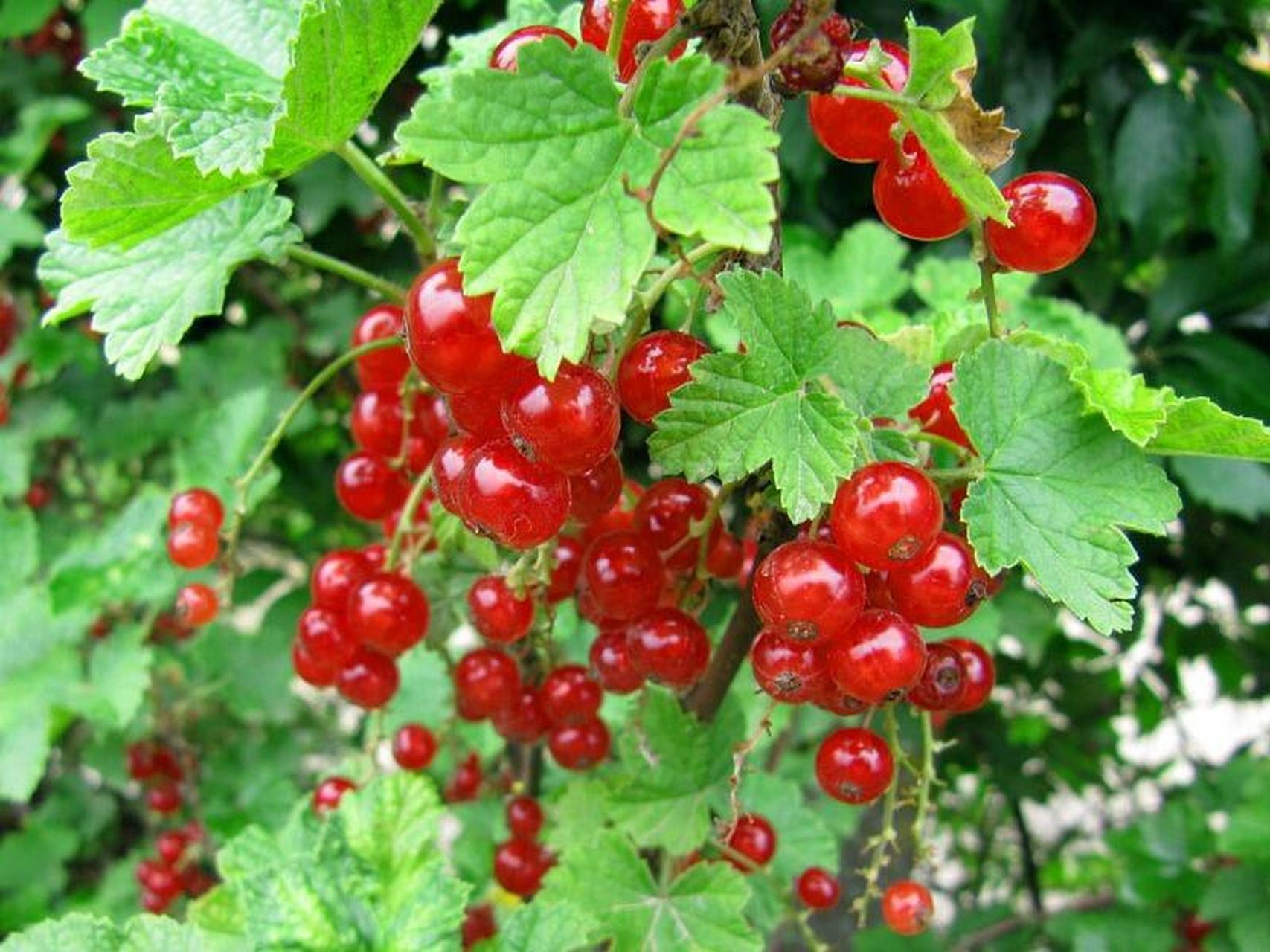 但如果说红加仑,是不是熟悉多了?其实他们就是同一种植物,咱东北黑