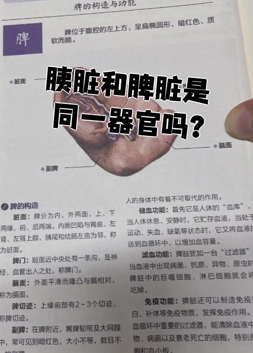 胰脏和脾脏不是同一个器官.它们在分类,位置和功能上都有明显区别