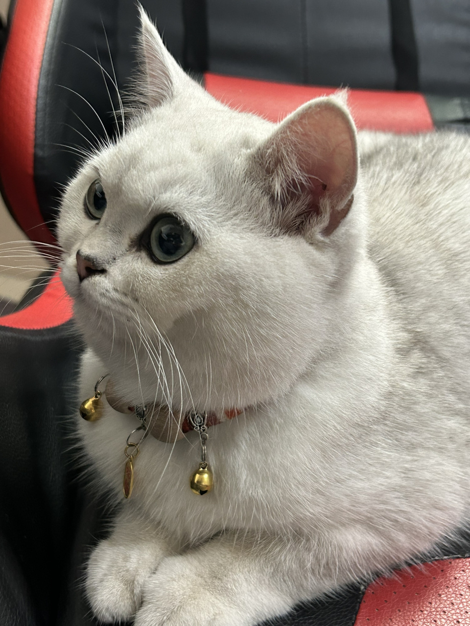 六个月的银渐层,体重7斤算重吗?