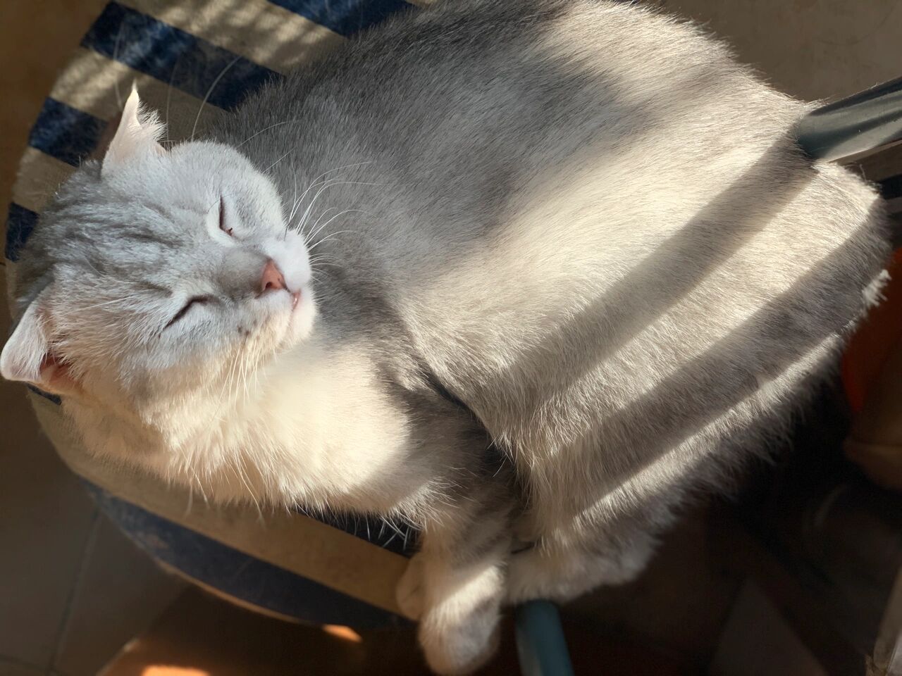 喜欢晒太阳的半折耳英短猫 我是一只4岁的英短哥哥(虽然已经是小太监