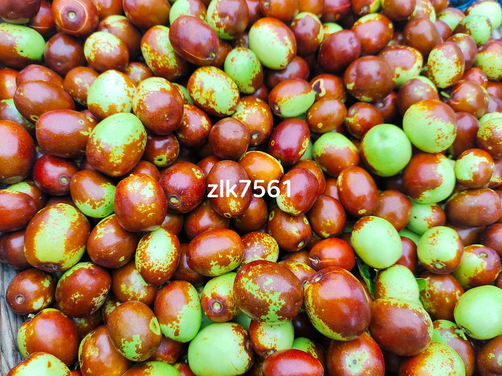 朝阳金丝大枣 又甜又脆的大枣,后期更好吃啦